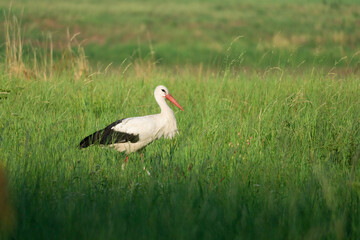 white stork in the meadow (Ciconia ciconia)
