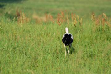 white stork in the meadow (Ciconia ciconia)