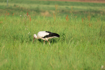 white stork in the meadow (Ciconia ciconia)