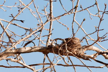 A Perfect Bird Nest On A Tree Limb