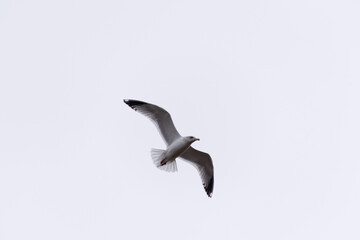 Angry Gull Flying In A Grey Sky