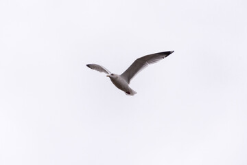 Angry Gull Flying In A Grey Sky