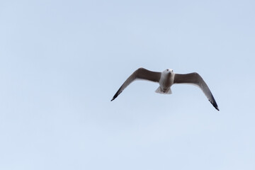 Angry Gull Flying In A Grey Sky