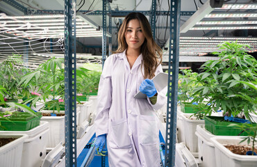 Inspector Asia woman scientists checking cannabis tree in indoor cannabis farm	