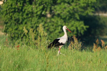 white stork in the meadow (Ciconia ciconia)