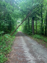 Walkway in the middle of a mixed forest