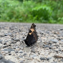 Morning encounter with a butterfly on a gravel path in the mixed forest