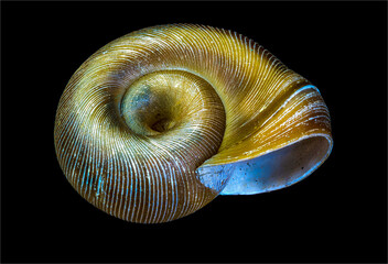 Macro view of the shell of a freshwater ramshorn snail (family Planorbidae).