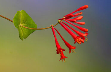 Trumpet honeysuckle (Lonicera sempervirens) flowers and leaves. Vine is native to North America and common in the southern states.