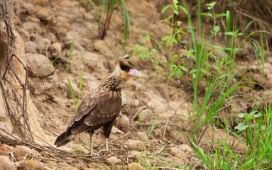Southern crested caracara juvenile in South Pantanal, Brazil