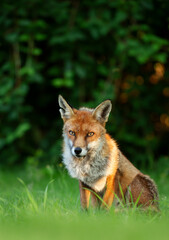 Close up of a Red fox sitting in grass