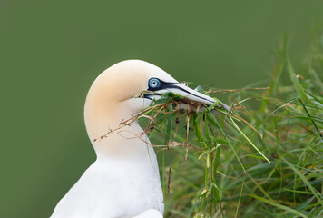 Northern gannet with nesting material in the beak