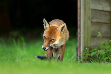 Close up of a Red fox (Vulpes vulpes) in grass against dark background