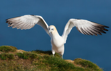 Northern gannet with open wings against blue background
