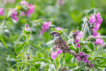 Eurasian tree sparrow perched on pink campion flowers