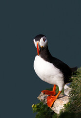 Atlantic puffin perched on a cliff edge against blue background