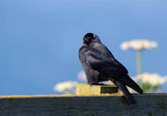 Jackdaw perched on a fence on a sunny summer day