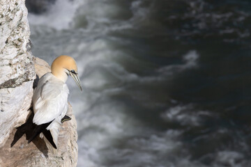 Northern gannet perched on an edge of a cliff by the North sea