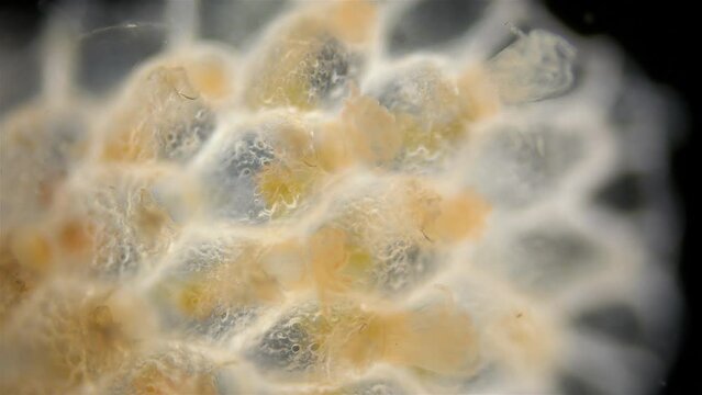 Colony of bryozoans from the class Gymnolaemata under a microscope. Sometimes they are called Ectoprocta. White Sea
