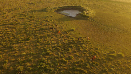 Cows walking through field at sunset, aerial view