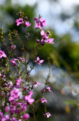 Beautiful backlit pink flowers of the Australian native Boronia ledifolia, family Rutaceae, growing in Sydney sclerophyll forest. Winter to spring flowering.