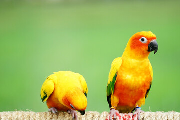 2 Sun conure or bird couple Beautiful , parrot bowing its head Another one looking at the camera, has yellow on blur green background (Aratinga solstitialis) exotic pet adorable, native to amazon