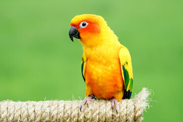 Fototapeta na wymiar Sun conure parrot or bird Beautiful on blur green background (Aratinga solstitialis) exotic pet adorable, native to amazon