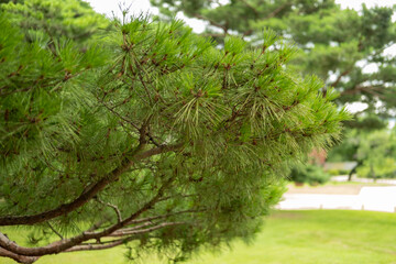 Pine tree branch with blurred background