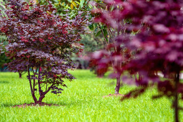 Crimson king maple maroon leaves tree in the garden park