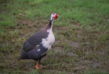 Young guinea fowl outdoors.