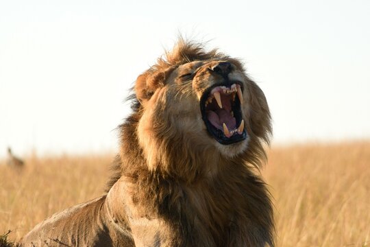 Rugido de León en Masai Mara