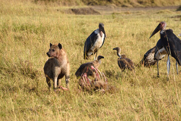 Fototapeta na wymiar Hiena en Masai Mara