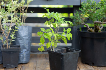 Gardening activity concept .Potting bench with seedlings and flowers.