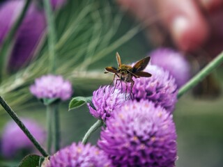 Satyr Butterfly on Allium Bulb