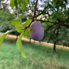 plums on a tree