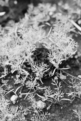 Leafy plants growing in the garden in a black and white monochrome.