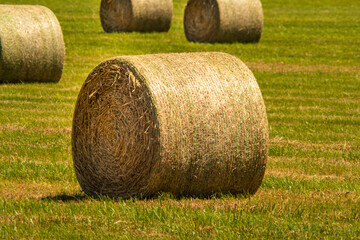 Haystack in the field at sunny summer hot day. Hay bale from dry grass in rolls. Haystack for food and feeding farm animals. Wheat field after harvest silage season. Agriculture and farming concept.