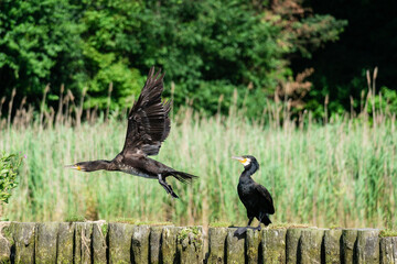 two great cormorants with green blurry background