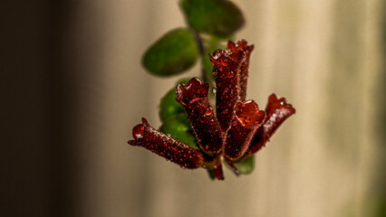aeachynanthus 1