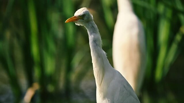 grey heron ardea cinerea in Daan forest park