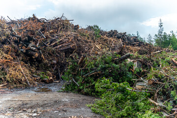 Waste of pine and spruce trees after cut used for prepare biomass in the factory to be used for energy production. Lumberjack yard in the wild forest.