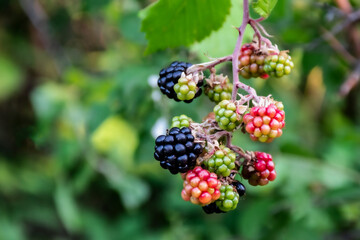 black red and green blackberries 