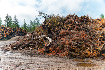 Fototapeta premium Waste of pine and spruce trees after cut used for prepare biomass in the factory to be used for energy production. Lumberjack yard in the wild forest.
