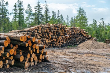 Logs of pine and spruce trees, trunks pile. Sawn trees from the wild forest. Logging timber wood...