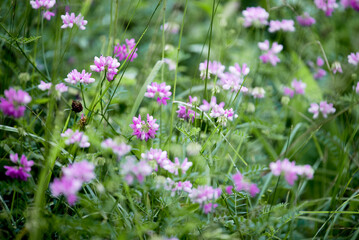 Wildflowers. Summer flowering in the field. Green grass and summer flowers.