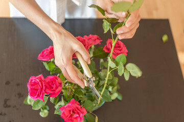 Woman's hands cutting home a rose