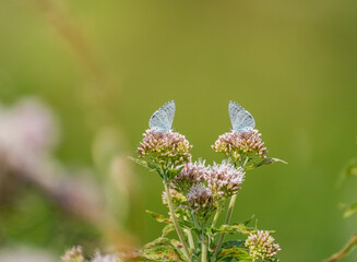 Pair of  Small Blue butterfly. Cupido minimus, One of the smallest butterfly in Europeon hemp agrimony