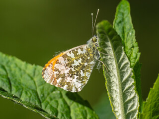 Orange tip butterfly with a closed wing position on a leaf