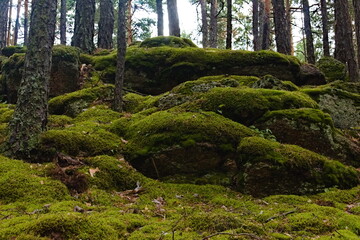 Obraz premium moss covered rocks