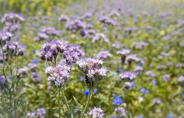 Closeup of a purple flowering lacy phacelia plant in the foreground of a Dutch field margin with verschillende flowers zoals ook blauwe korenbloemen. The plants were sown to promote the biodiversity.